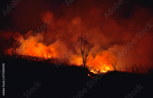 Forest fire 1