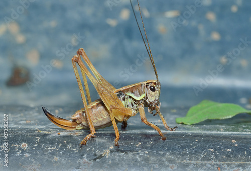 Grasshopper, doe 7 © Valeriy Kirsanov