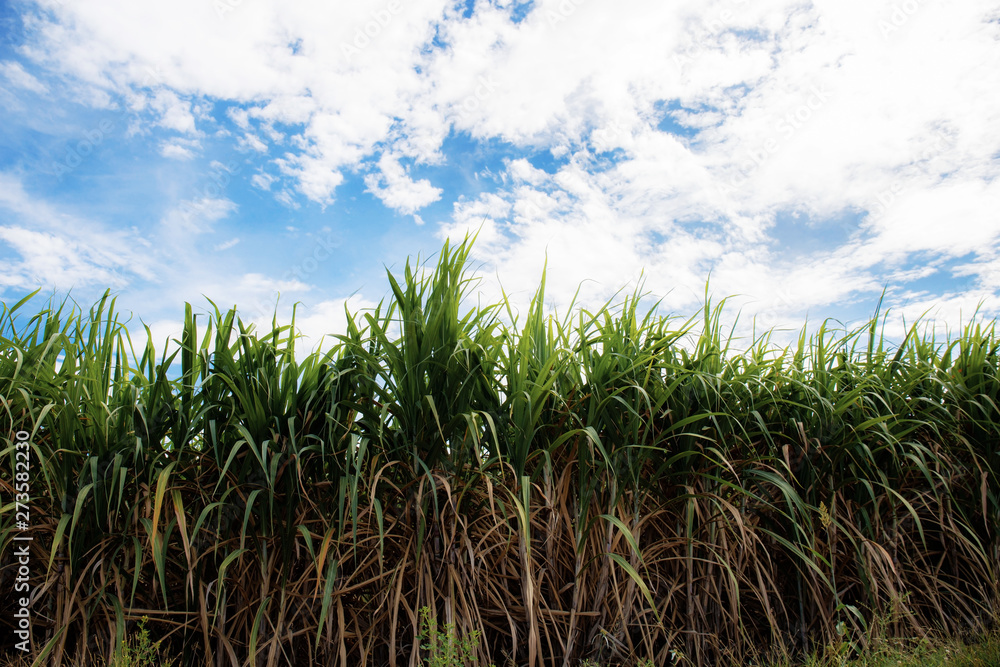 Sugarcane on field with blue sky. Sugarcane on field with blue sky.