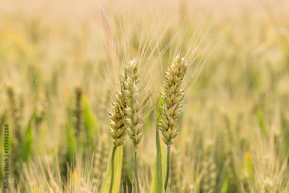 Ripe wheat in the fields