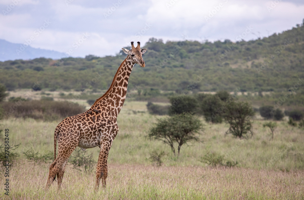 Fototapeta premium Masai giraffe in nature