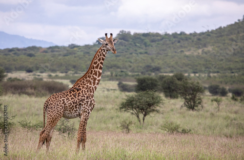 Masai giraffe in nature © katiekk2