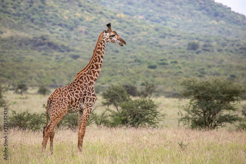 Masai giraffe in nature