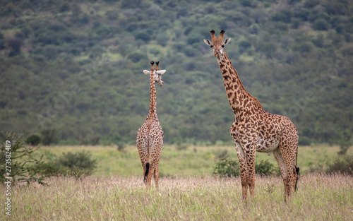 Masai giraffe in nature photo