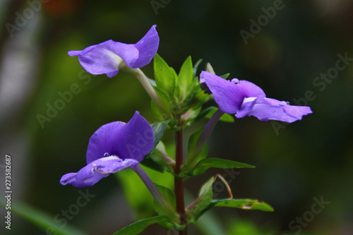 Beautiful flower nature for background.