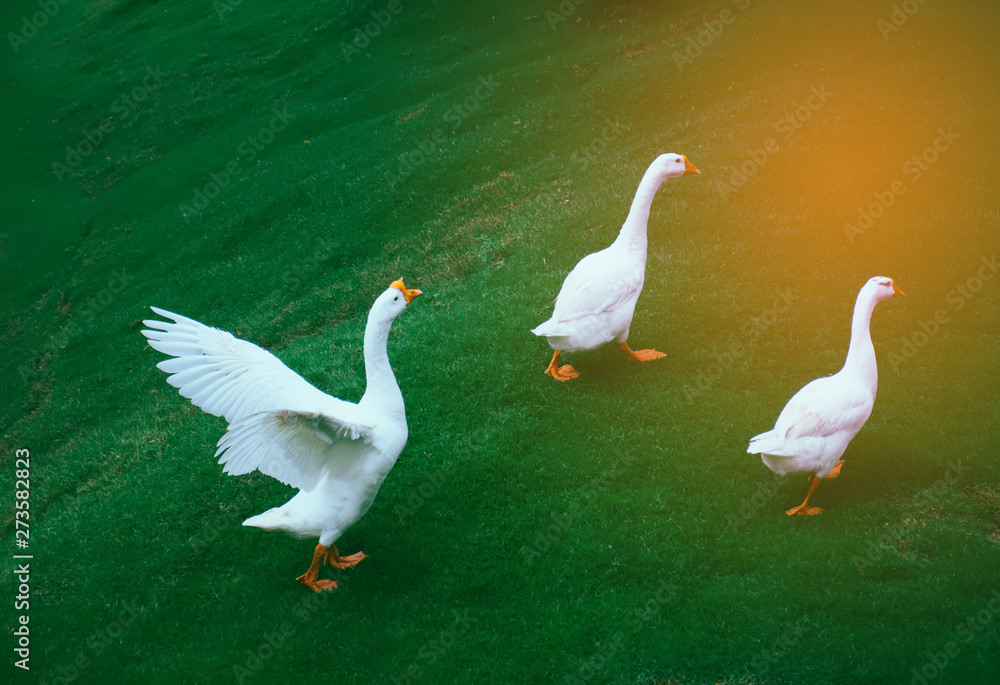 white goose walking on the green grass on the farm white goose walking on the green grass on the farm
