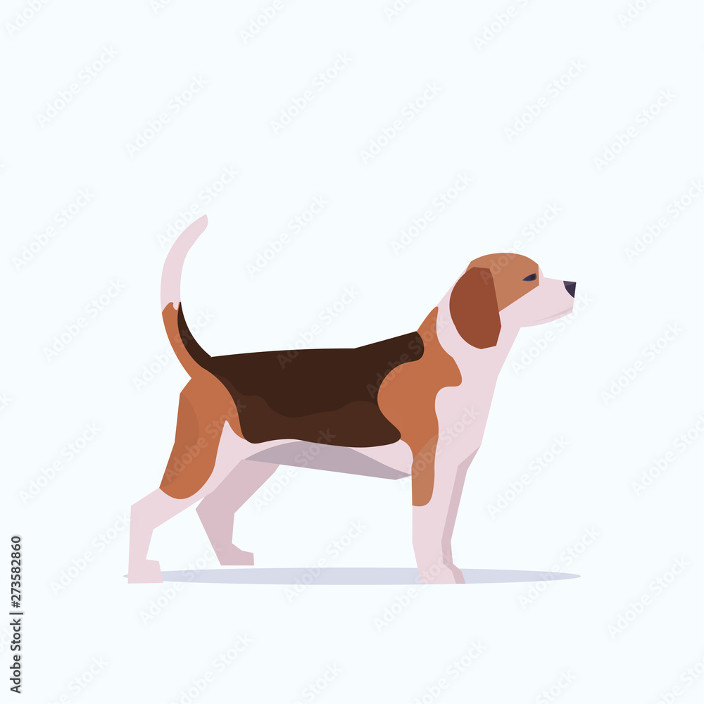 funny beagle puppy cute dog animal home pets concept flat white background