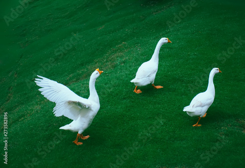 Fototapeta Naklejka Na Ścianę i Meble -  white goose walking on the green grass on the farm 
