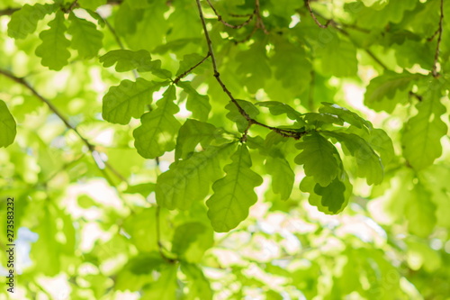 Background image of vibrant green English Oak Tree foliage