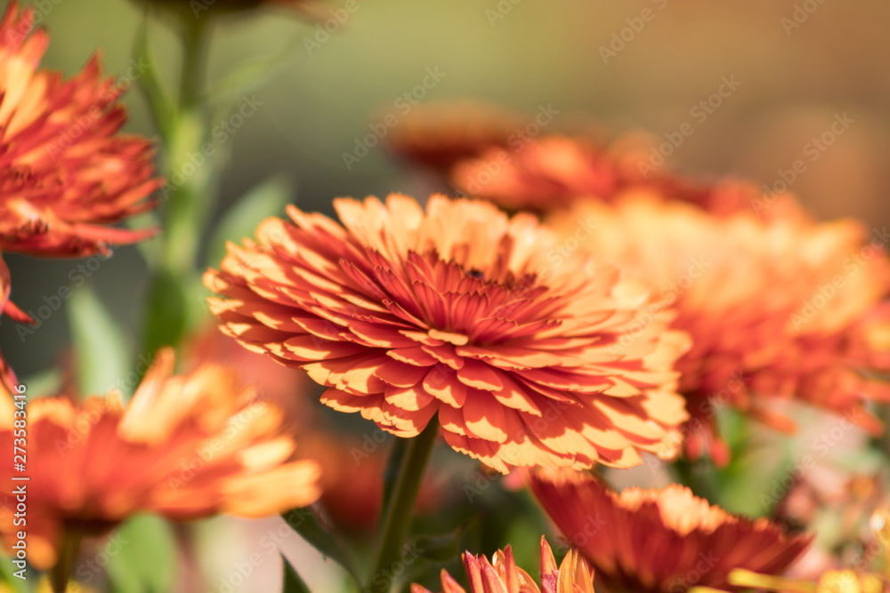 Close up background image of beautiful orange Calendula Flowers