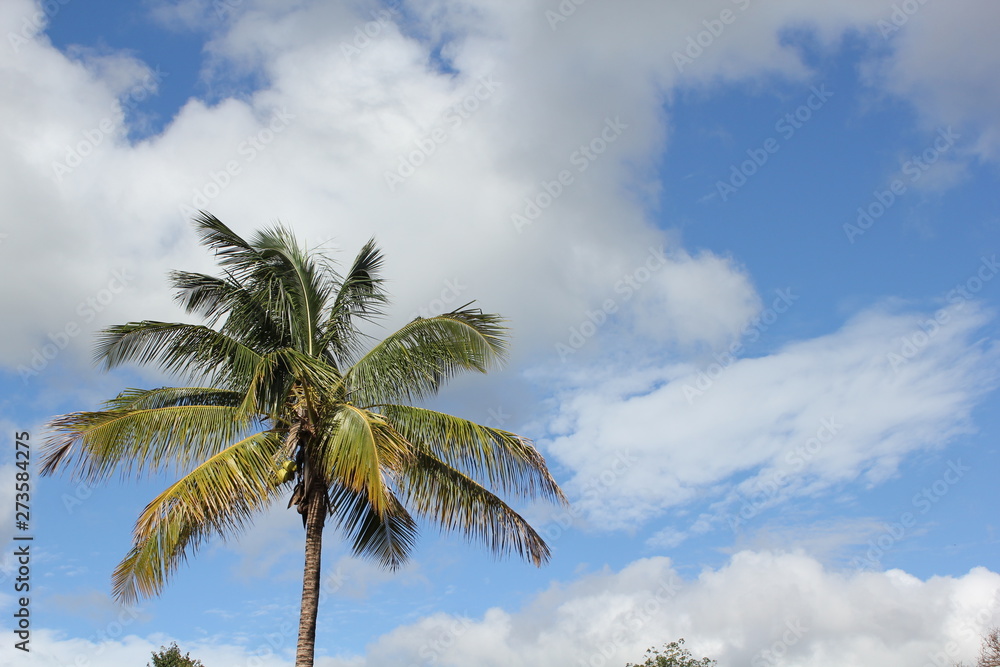 ヤシの木と空 ヤシの木と空