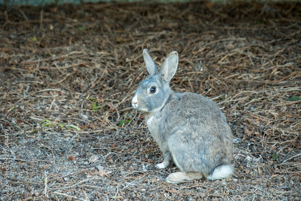Fototapeta premium one grey rabbit sitting on pine needles filled ground under the shade