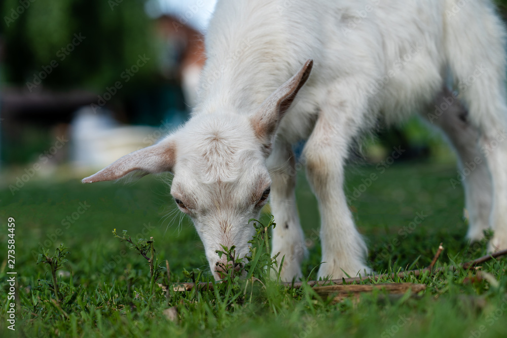 Obraz premium white goat on green grass