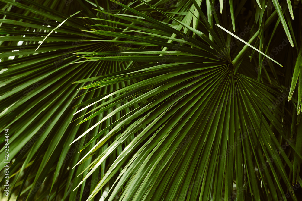 Fototapeta premium palm leaves pattern , abstract tropical natural background