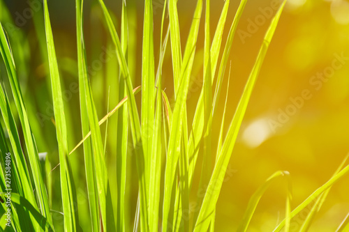 Lemongrass grown in the vegetable garden  herbs have medicinal properties.