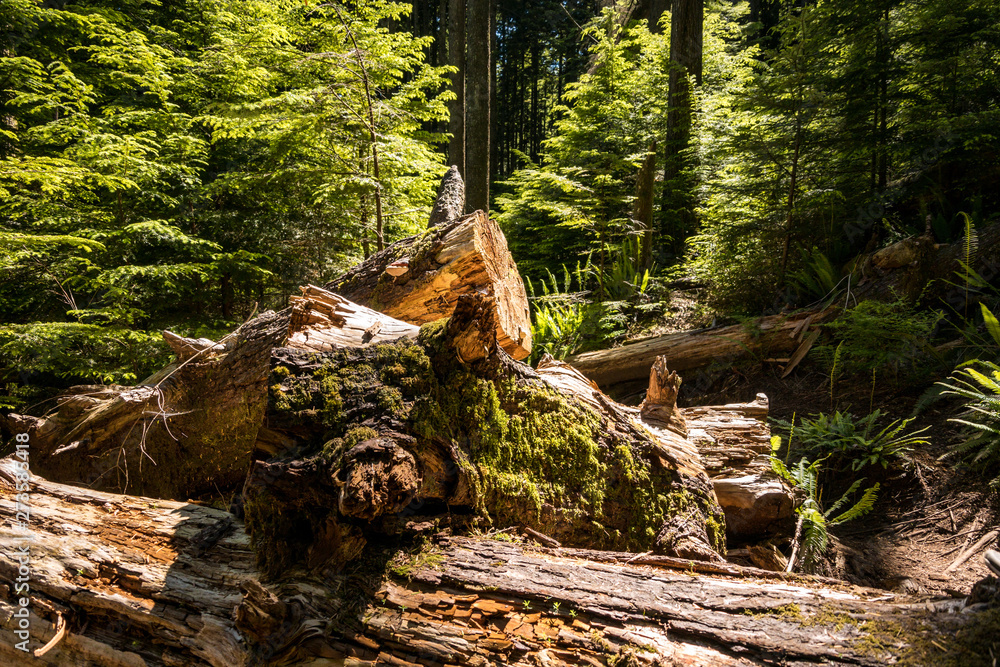 Fototapeta premium a piles of wood trunks laying inside forest under the sun covered with green mosses