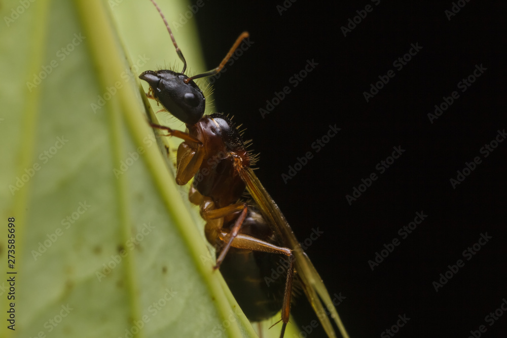 Subterranean ants , Flying ants in nature Subterranean ants , Flying ants in nature