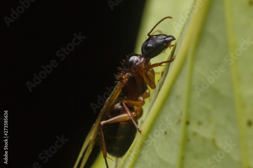 Subterranean ants , Flying ants in nature © ZAIRIAZMAL