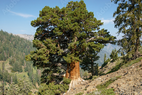 Foxtail pine in Sierra Nevada