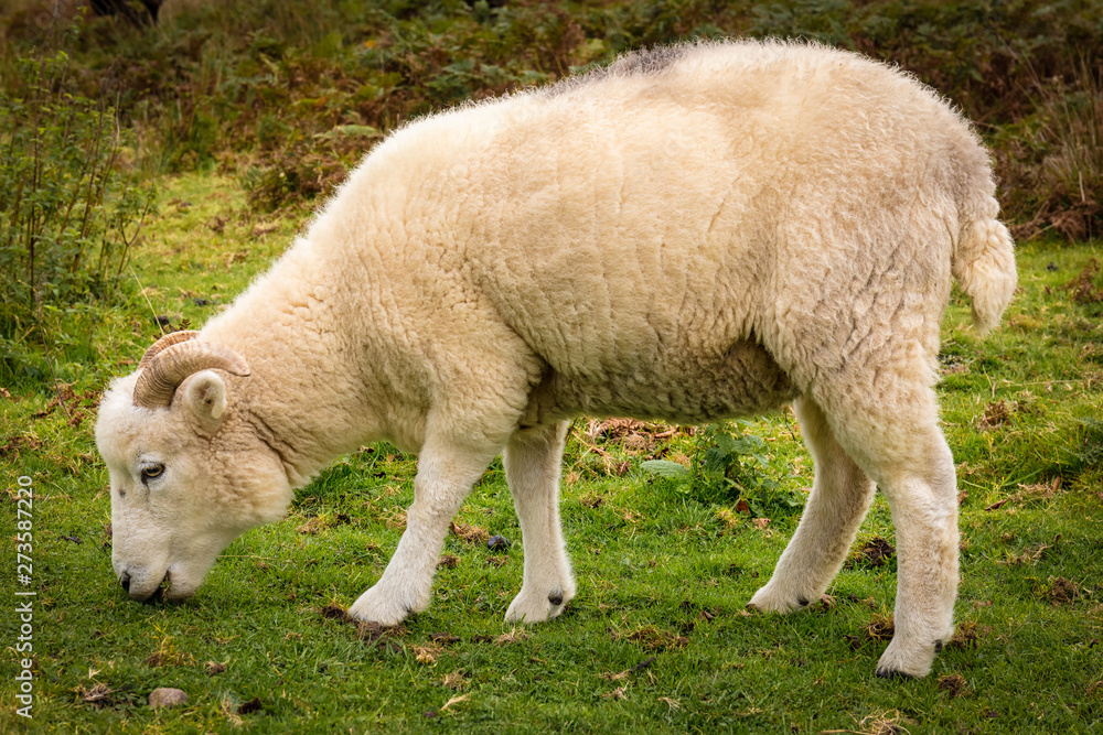 Obraz premium A young sheep in Snowdonia Wales, UK. It eats fresh, green grass. Close-up picture filling.