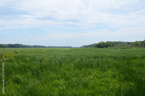 green grasses and plants in wetland environment with trees
