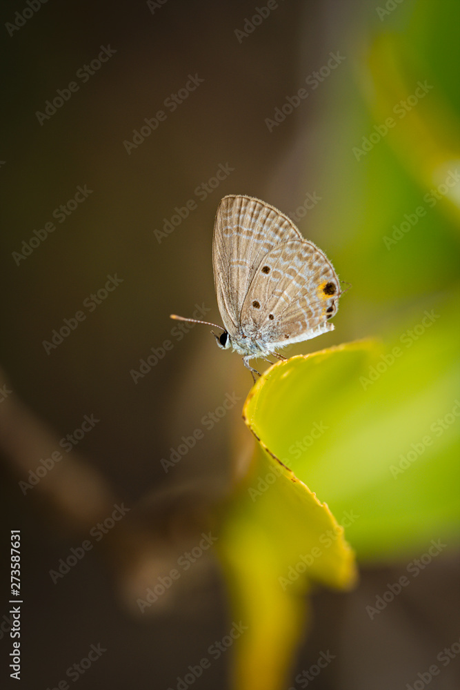 custom made wallpaper toronto digitalButterflies that lie on the leaves.