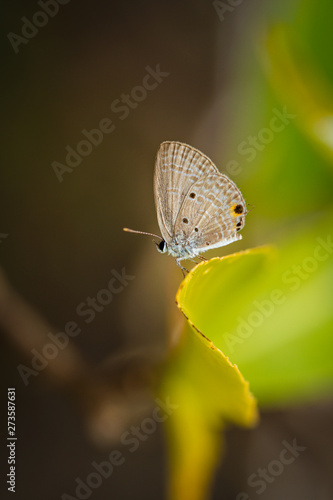 Wallpaper Mural Butterflies that lie on the leaves. Torontodigital.ca
