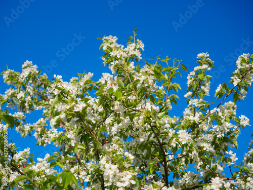 Spring Apple tree branch , white blossoms of the fruit.
