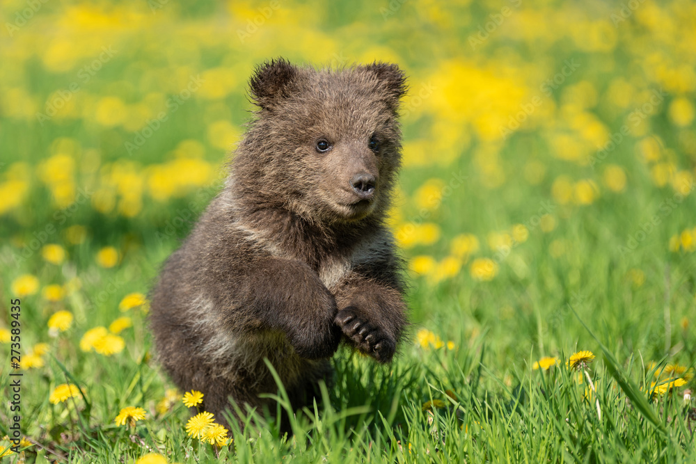Fototapeta premium Brown bear cub playing on the summer field
