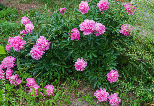 The whole bush of magnificent flowers of a pink peony in the middle of green leaves.