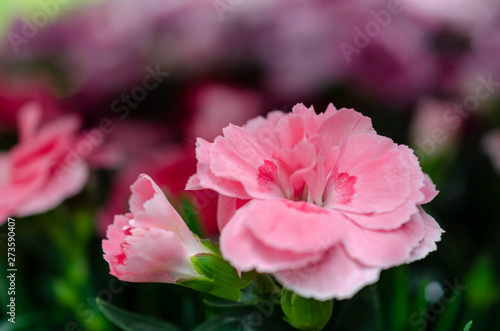 gentle pink carnation flowers macro