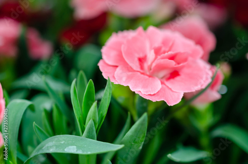 gentle pink carnation flowers macro