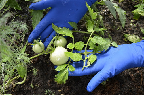 watering tomatoes in the greenhouse