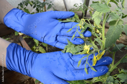 watering tomatoes in the greenhouse