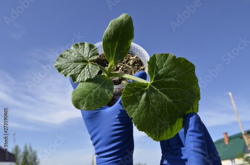 blooming courgette in the garden