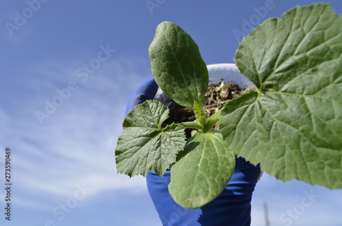 blooming courgette in the garden