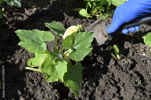 blooming courgette in the garden