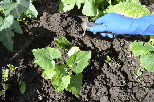 blooming courgette in the garden