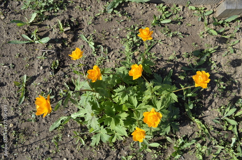 Beauty Orange Flowers Trollius europaeus