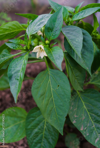 Young flowering seedlings of pepper.Flowering pepper bushes with white flowers.