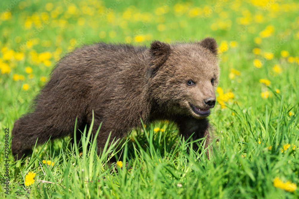 Fototapeta premium Brown bear cub playing on the summer field