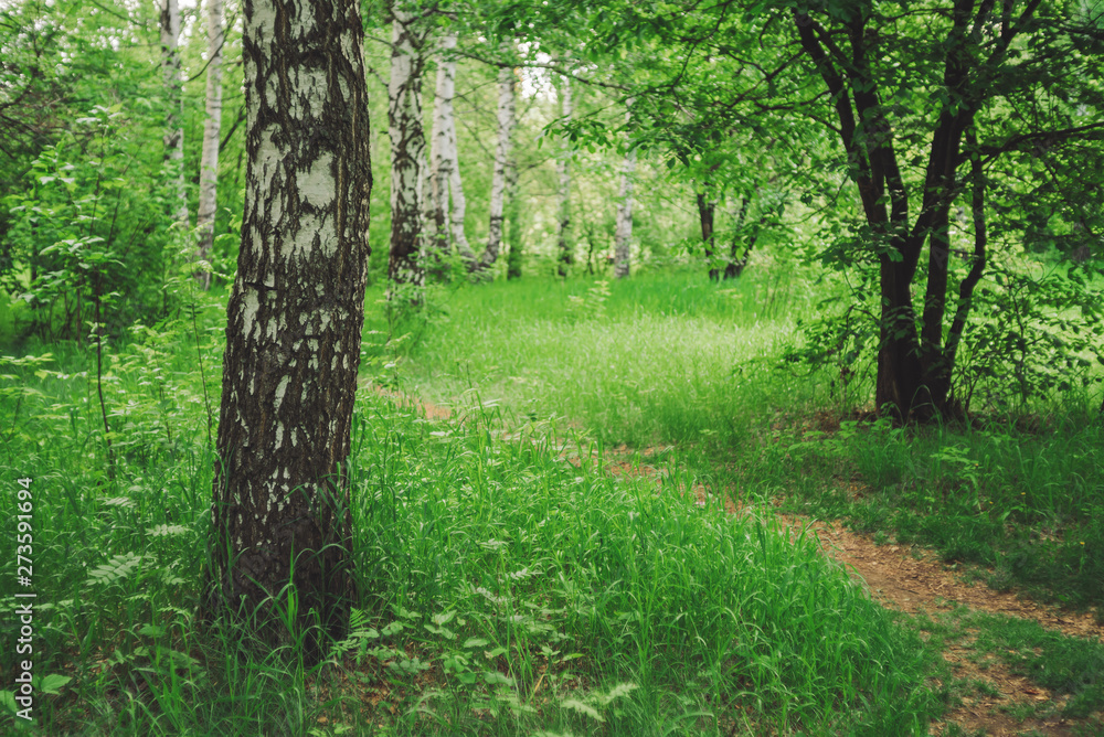 Birch tree grow on beautiful meadow among rich vegetation. Birch trunk close-up. Scenic landscape with pathway through glade among trees. Natural background with greenery. Vivid scenery in sunny day.