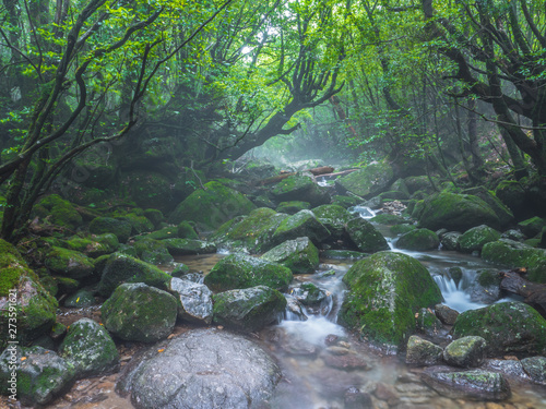 白谷雲水峡_01