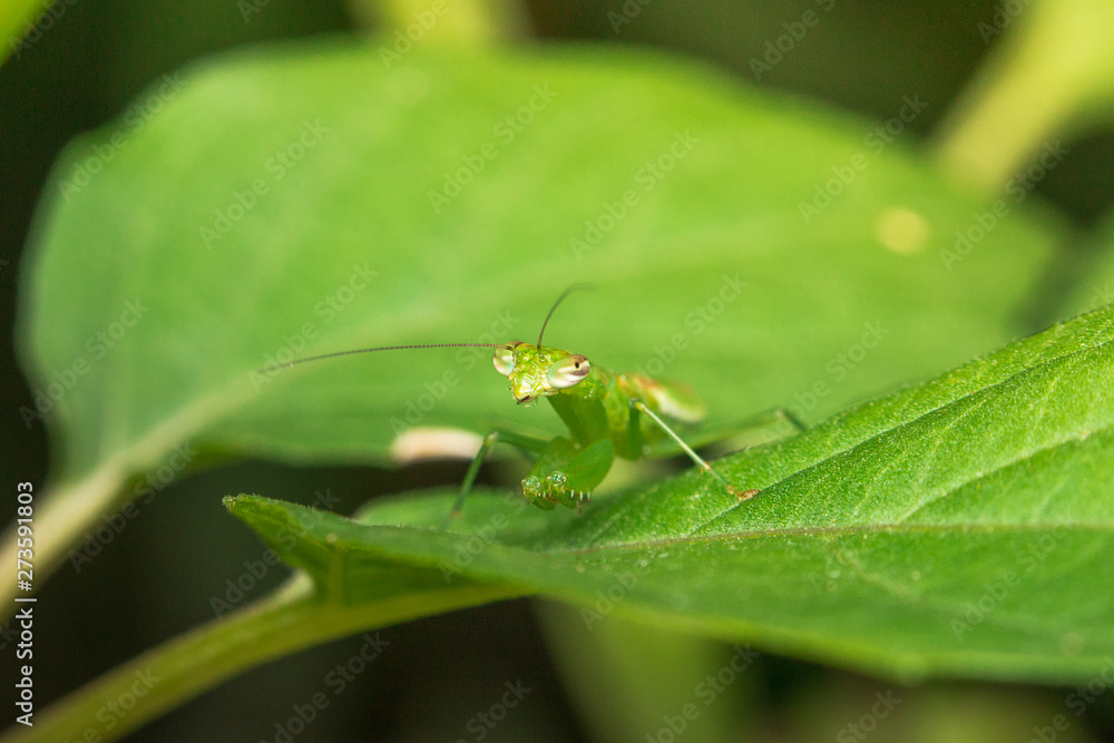 green grasshopper on a leaf green grasshopper on a leaf