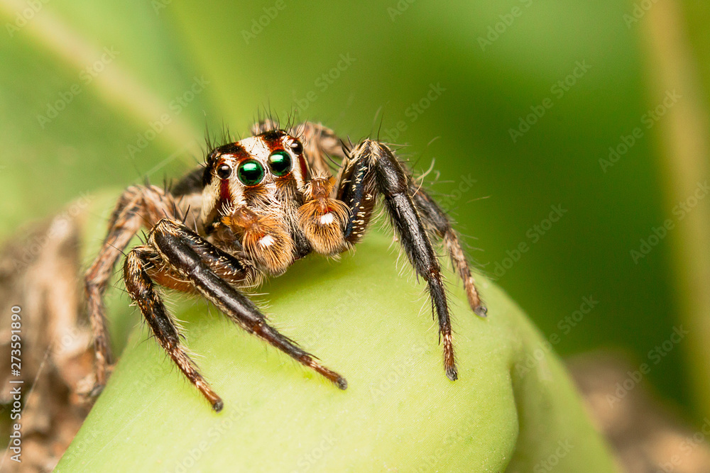 closeup of Jumping Spider on green closeup of Jumping Spider on green