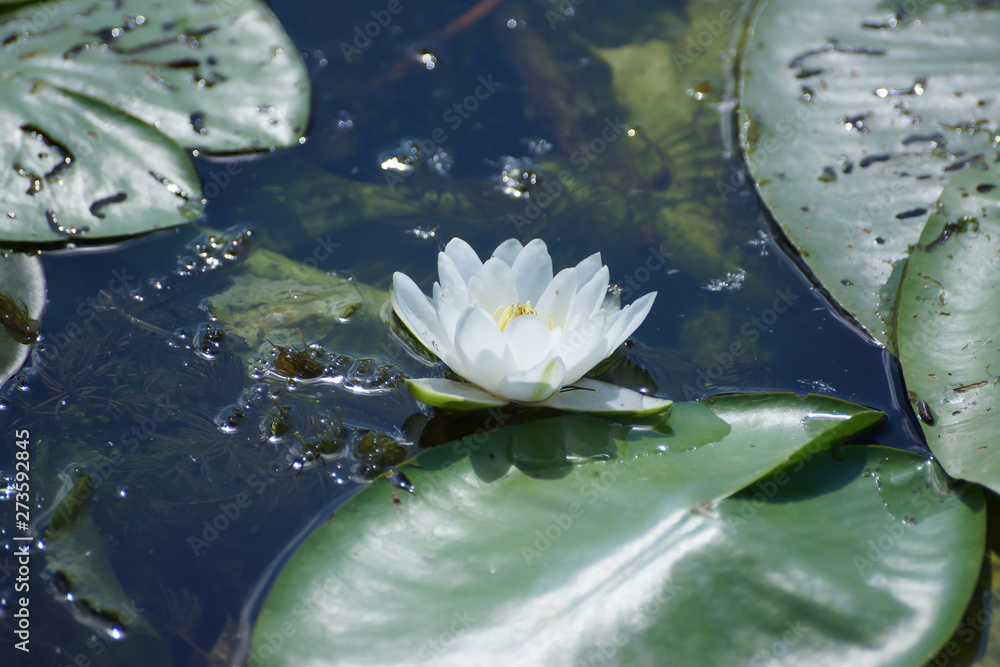 Beautiful blooming waterlily and leaves on water surface. Zen, balance, harmony