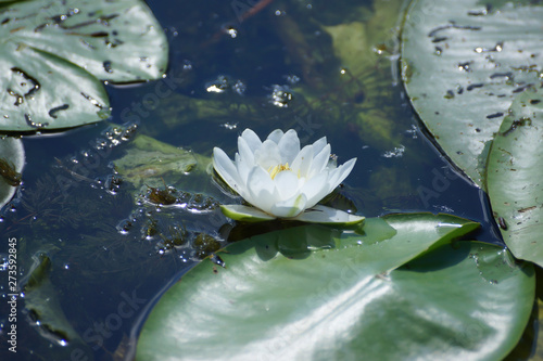 Beautiful blooming waterlily and leaves on water surface. Zen, balance, harmony