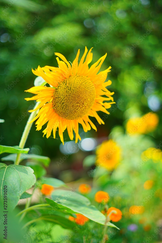 Fototapeta premium sunflower is blooming beautifully.