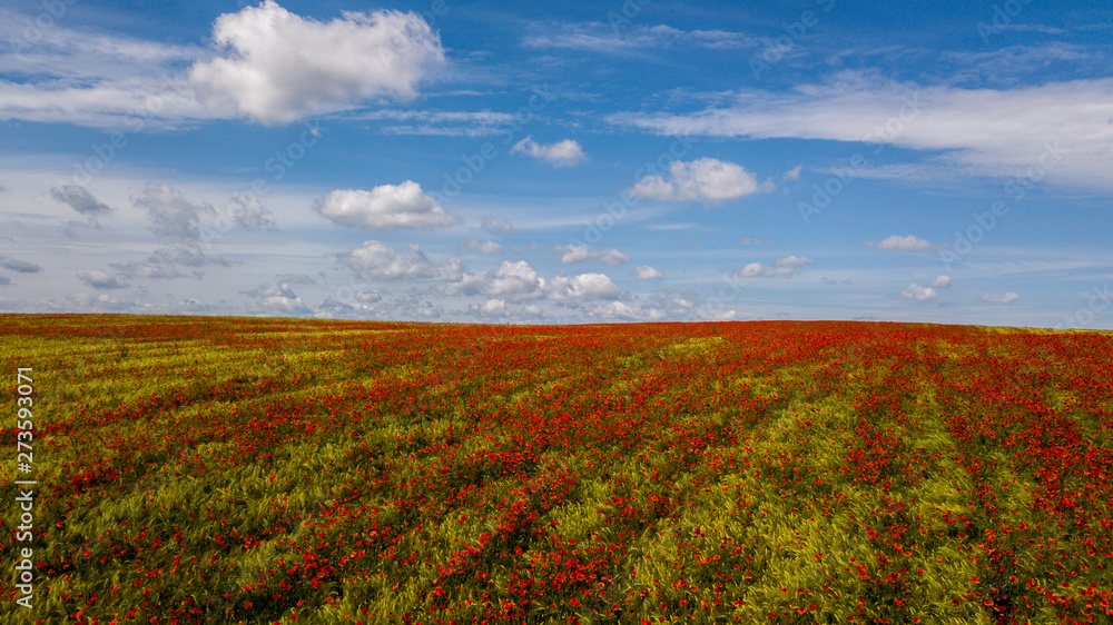 poppy field with cornflowers in a mid aerial view