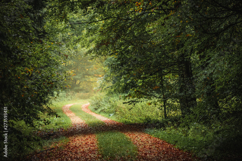 Fototapeta Naklejka Na Ścianę i Meble -  Magic green forest, romantic autumn landscape